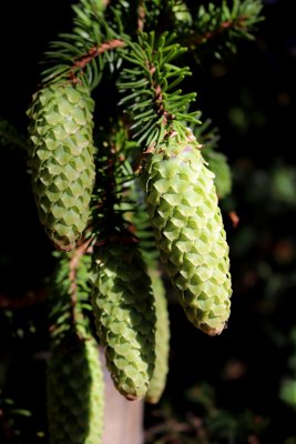 Picea abies 'Acrocona' - smrk ztepilý - šiška nezralá